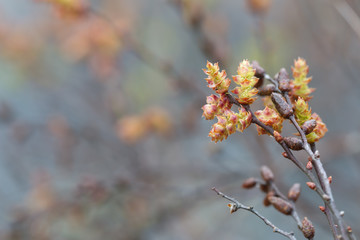 Blooming sweetgale, Myrica gale 