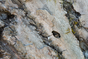 Hatching hole in salix wood of the musk beetle Aromia moscata