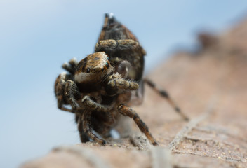 Mating jumping spiders, Evarcha falcata, macro photo