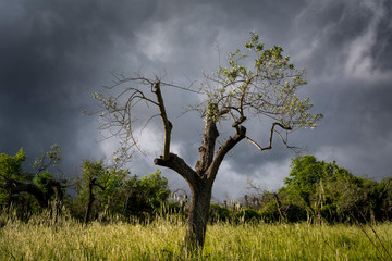 dead olive tree in the field with dark clouds in the background