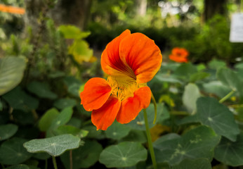Fototapeta premium Orange bright flower of Tropaeolum majus plant. Also named garden nasturtium, Indian cress or monks cress.