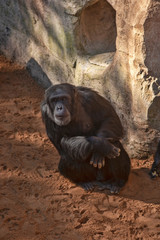 Obraz na płótnie Canvas Chimpancé