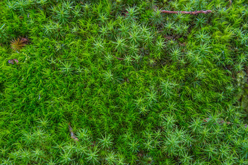 Green moss background