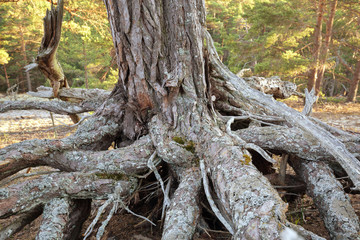 Obraz premium Roots and trunk of old pine tree, sunlit forest in the background