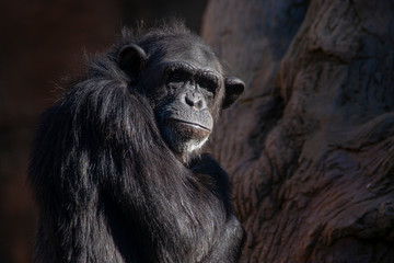 Naklejka premium Chimpancé