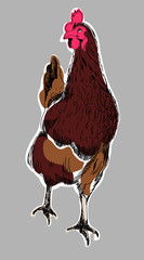 hen 03 © Agata Sobczyk