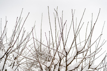 Zweige mit Schnee vor weissem Himmel 