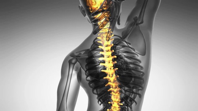 backbone. backache. science anatomy scan of human spine bones glowing