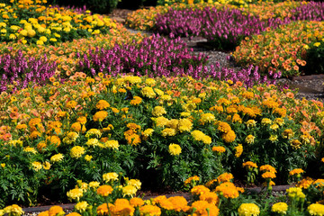 Marigolds Fall Flowers Planted in a Pattern