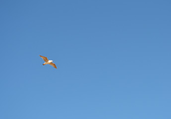kite flying in the sky