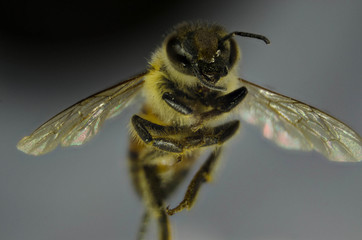 Bee