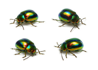 Green beetle isolated on white