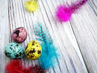 Colored colored quail eggs, with colorful feathers on white wooden background, happy Easter concept