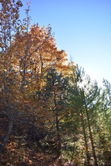 Fototapeta premium foret