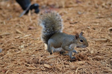 Squirrel