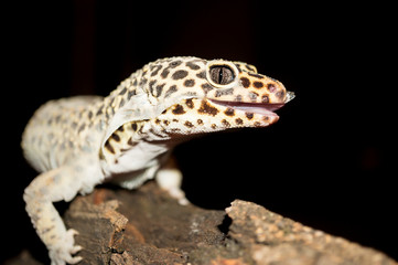 Close Up Shot of Leopard Gecko Shedding Skin