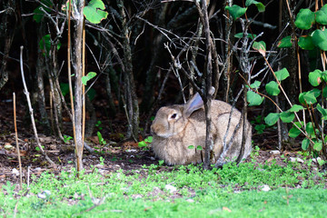 Wildkaninchen in Schweden im Herbst