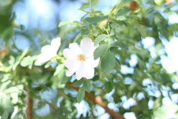 Dwa białe małę kwiaty na tle zielonych liści makro © Seance_Photo_Sylwia