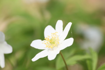 Pojedynczy biały kwiat na tle rozmytej trawy