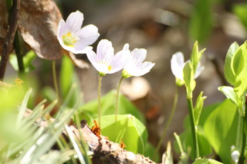 Cztery białe kwiaty na leśnej ściółce  © Seance_Photo_Sylwia