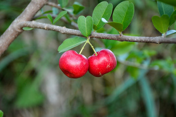 Fresh organic Acerola cherry on the tree,