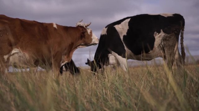 Red cow licking black and white cow