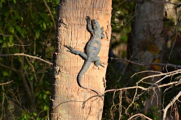 lizard on tree