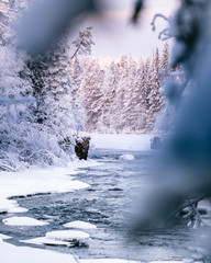 Ice snowy winter river