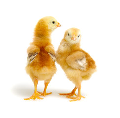  little newborn chickens isolated on white background
