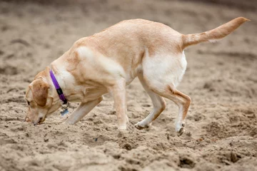 Fototapeten Labrador snuffelt in het zand © photoPepp