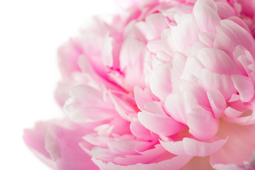 Obraz na płótnie Canvas Pink peony flower
