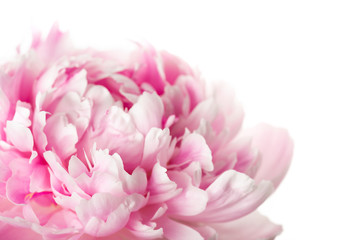Obraz premium Pink peony flower