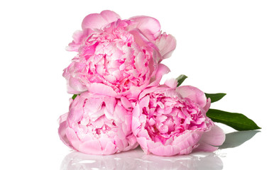 Pink peony flowers © Valeri Luzina
