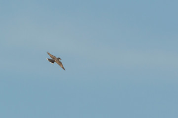 Eastern Kingbird in banking turn