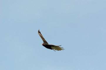 Turkey vulture eye contact
