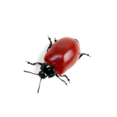 red beetle on a white