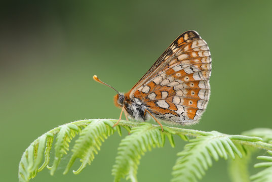 A Marsh Fritillary Butterfly (Euphydryas aurinia) perched on bracken.