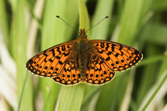 An open winged Small Pearl-bordered Fritillary (Boloria selene ) Butterfly perched on grass.