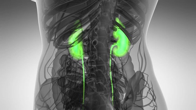 Science Anatomy Scan Of Human Kidneys Glowing