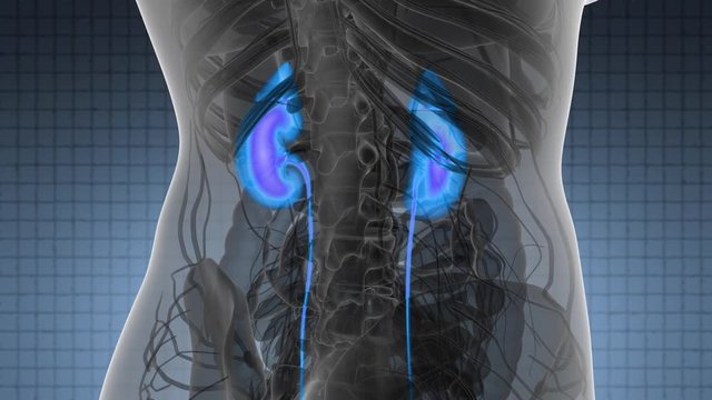 Science Anatomy Scan Of Human Kidneys Glowing