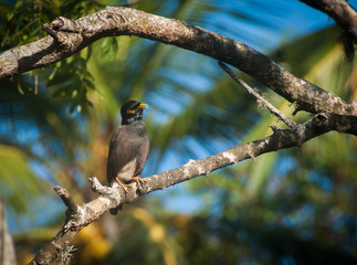 Myna from starling family sits on a tree branch