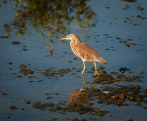 Indian yellow heron walks in shallow water in Sri Lanka