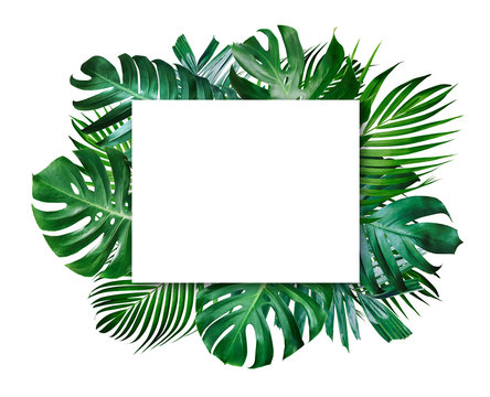 Fototapeta Lato tropikalnych liści i puste ramki z miejsca kopiowania na białym tle