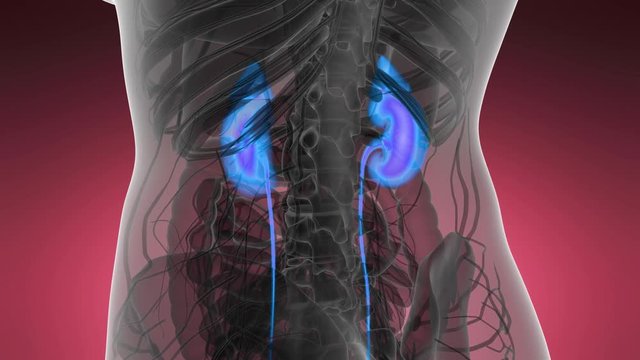 Science Anatomy Scan Of Human Kidneys Glowing