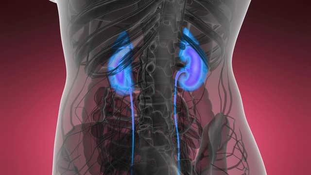 Science Anatomy Scan Of Human Kidneys Glowing