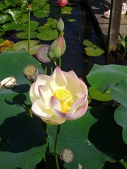 nenuphar