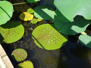 nenuphar