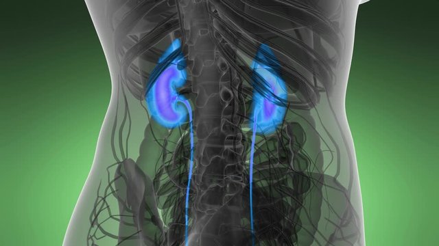 Science Anatomy Scan Of Human Kidneys Glowing