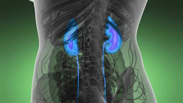 Science Anatomy Scan Of Human Kidneys Glowing
