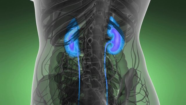 Science Anatomy Scan Of Human Kidneys Glowing